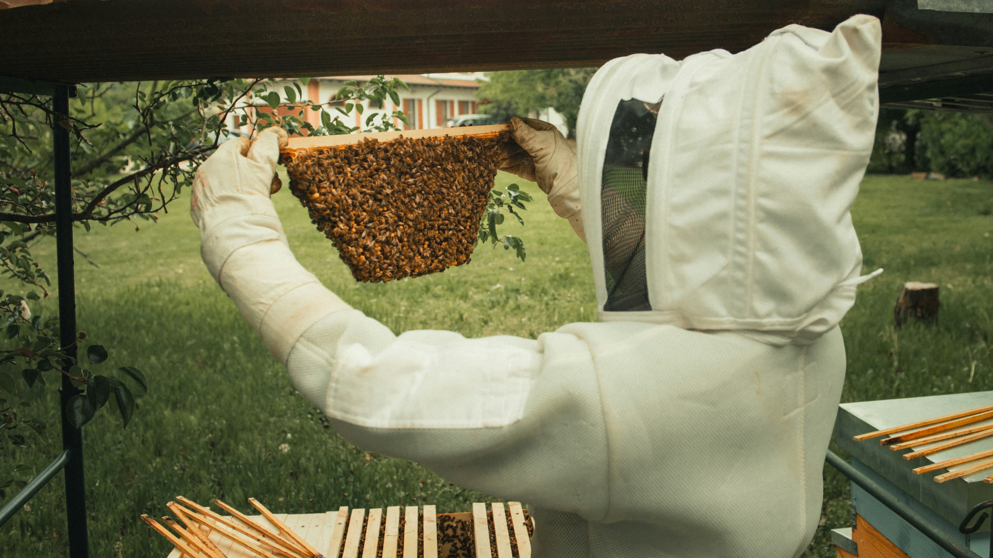 Commercial Bee Control