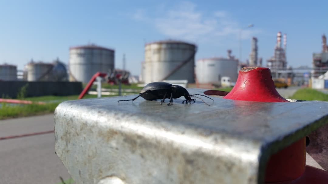 Commercial & Industrial Beetle Control