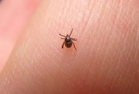 Professional pest control technician in protective gear