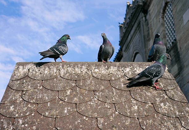 Birds Pest Control - Professional Pest Control