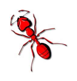Ants