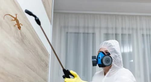 Indoor Lizard Control