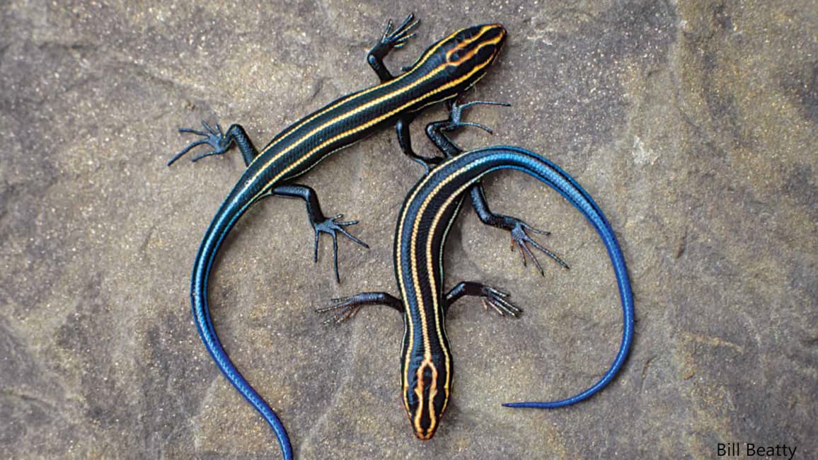 Skinks
