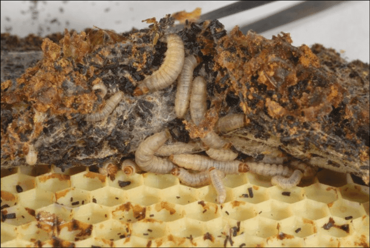 Commercial Moth Management