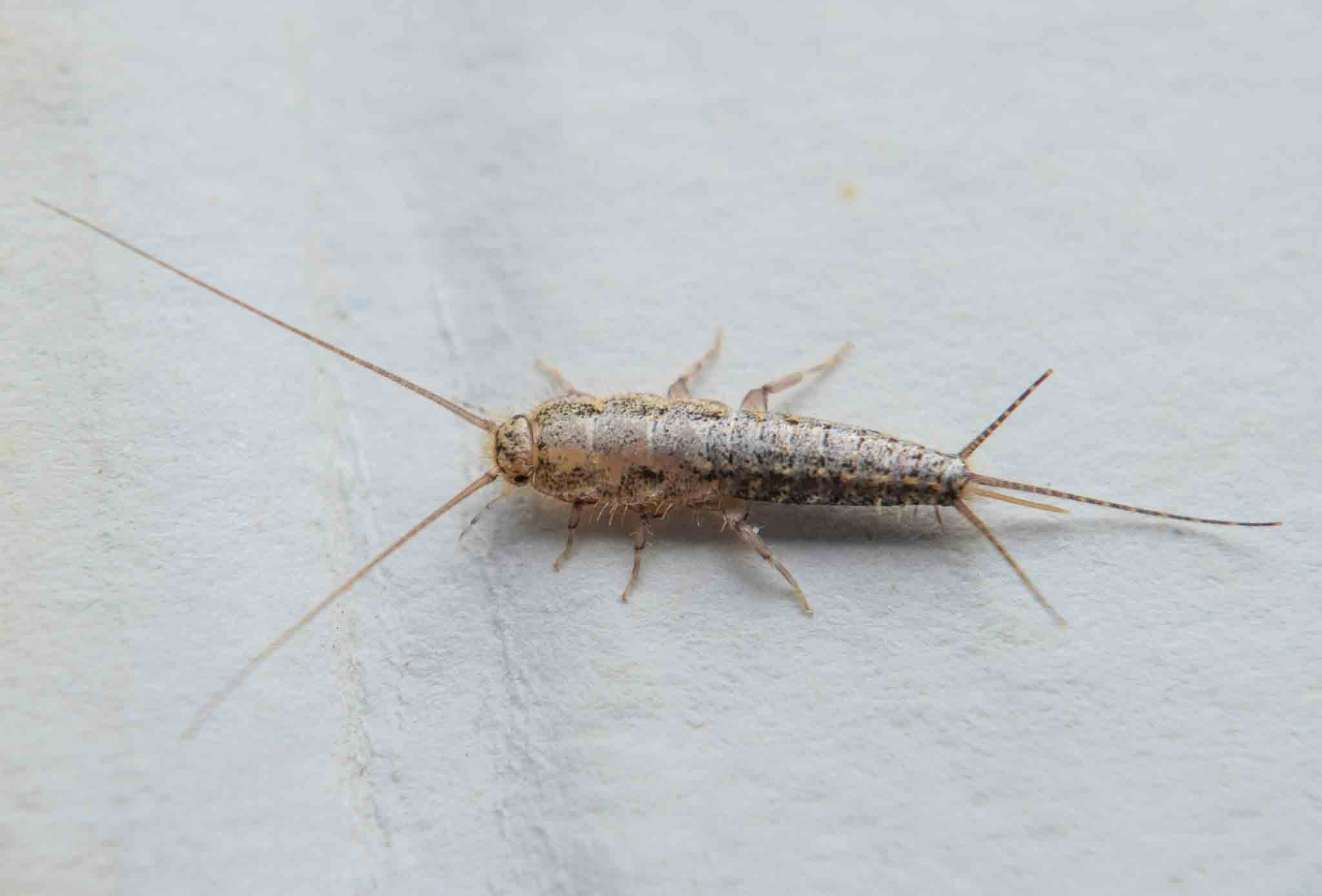 Silverfish Pest Control - Professional Pest Control
