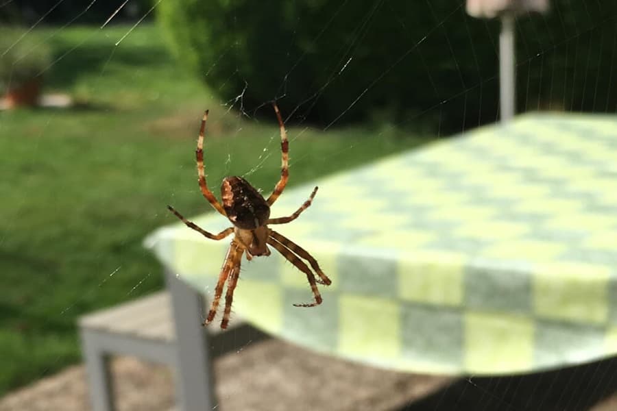 Outdoor Spider Control