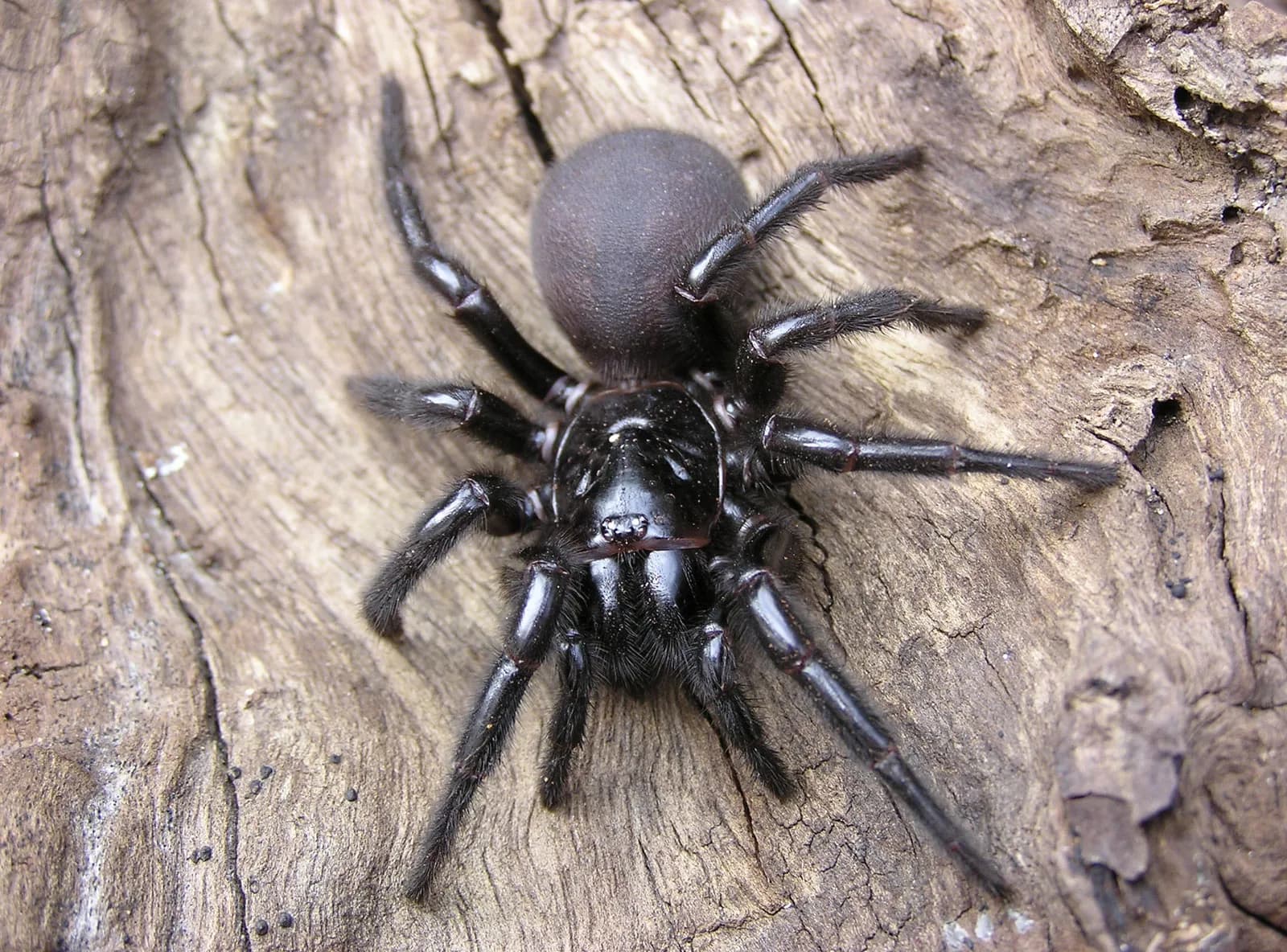 Venomous Spider Control