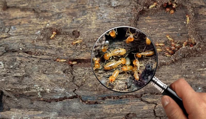 Termites Pest Control - Professional Pest Control