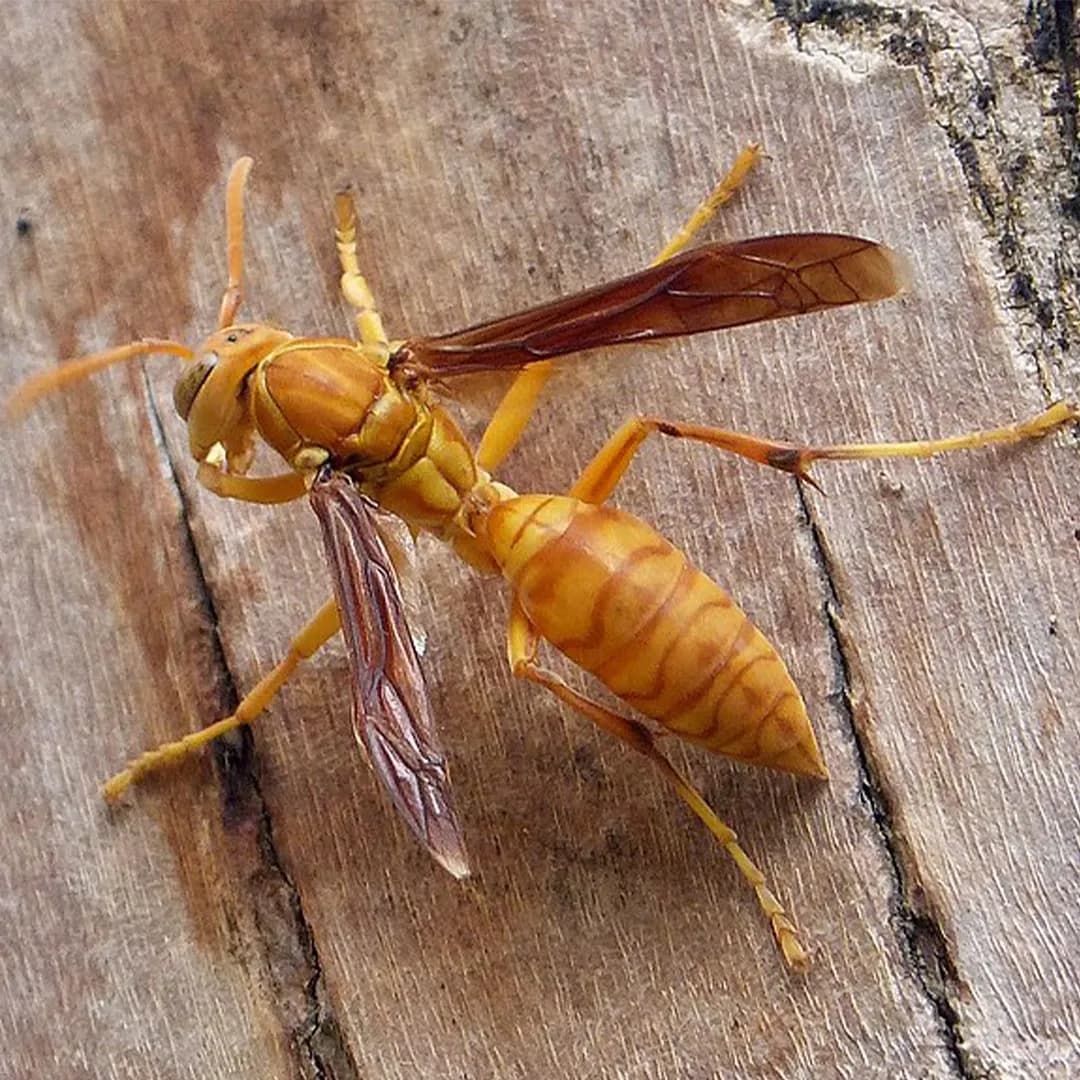 Wasps Pest Control - Professional Pest Control