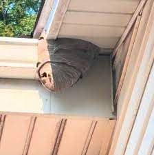 Safe & Humane Wasp Nest Removal