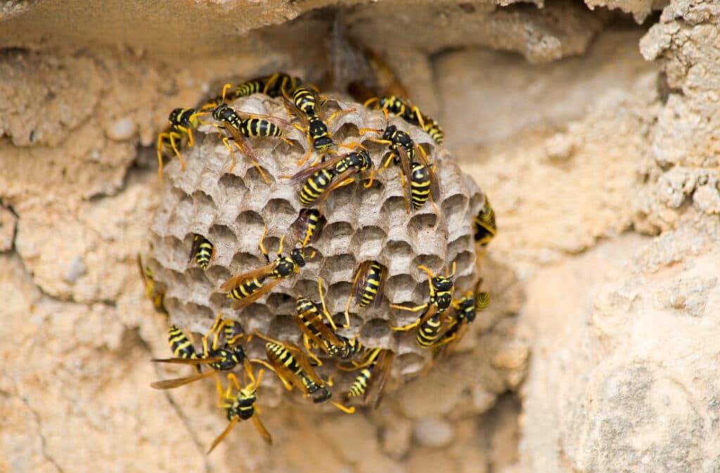 Commercial & Outdoor Wasp Management