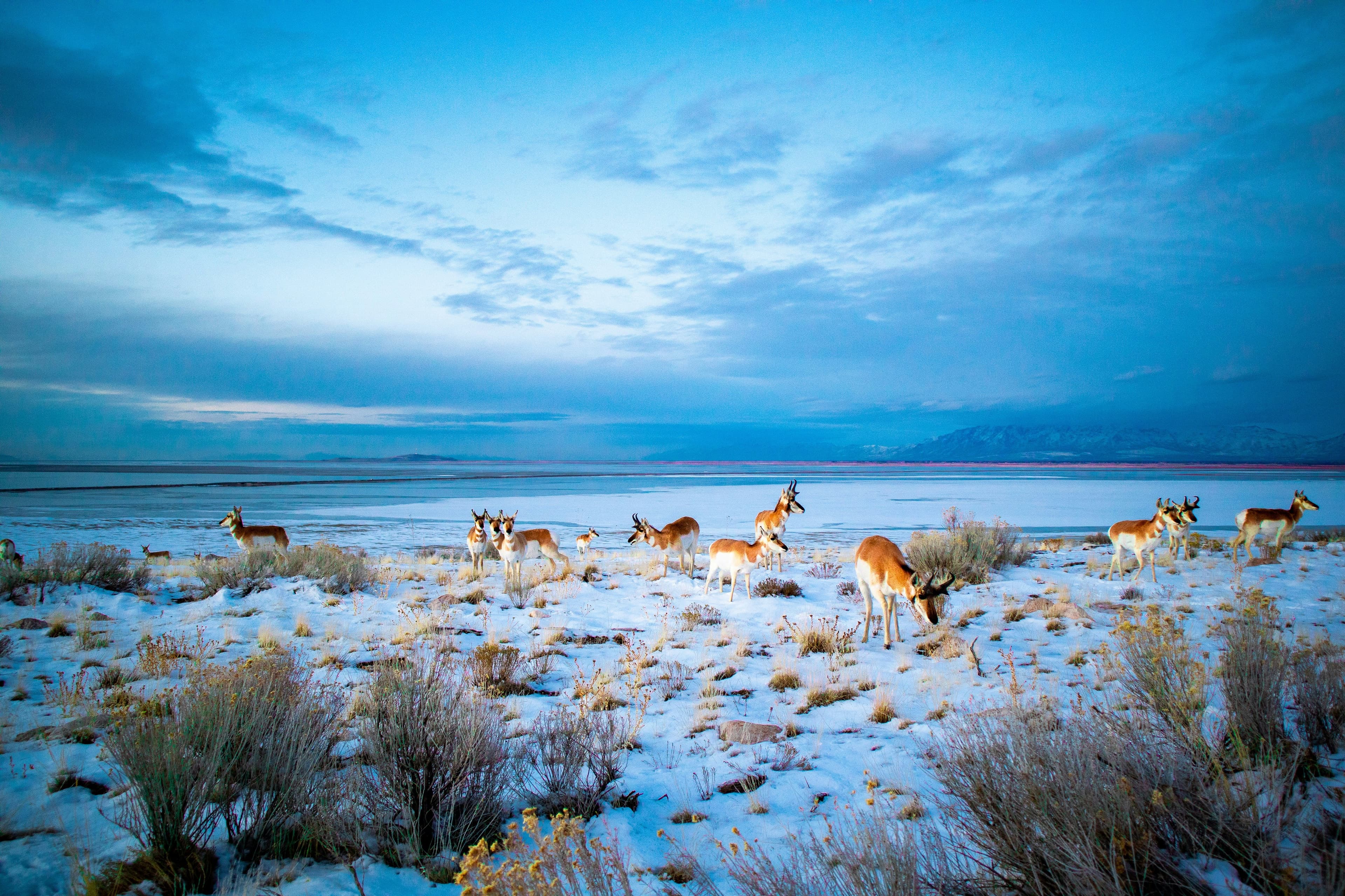 Wildlife Pest Control - Professional Pest Control