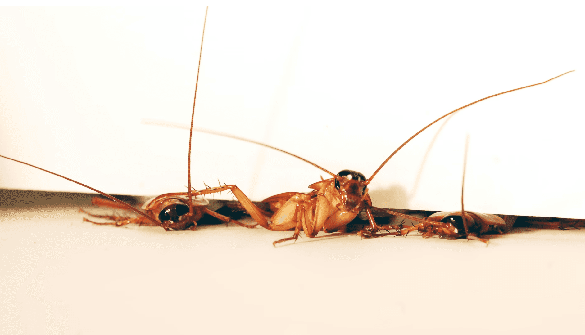 Crack & Crevice Treatment