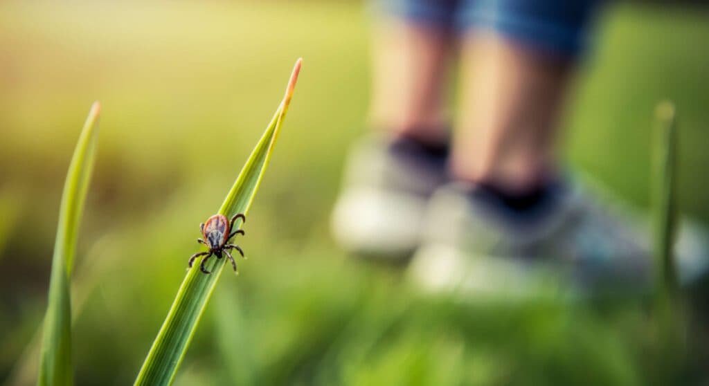 Outdoor Grass & Garden Tick Control